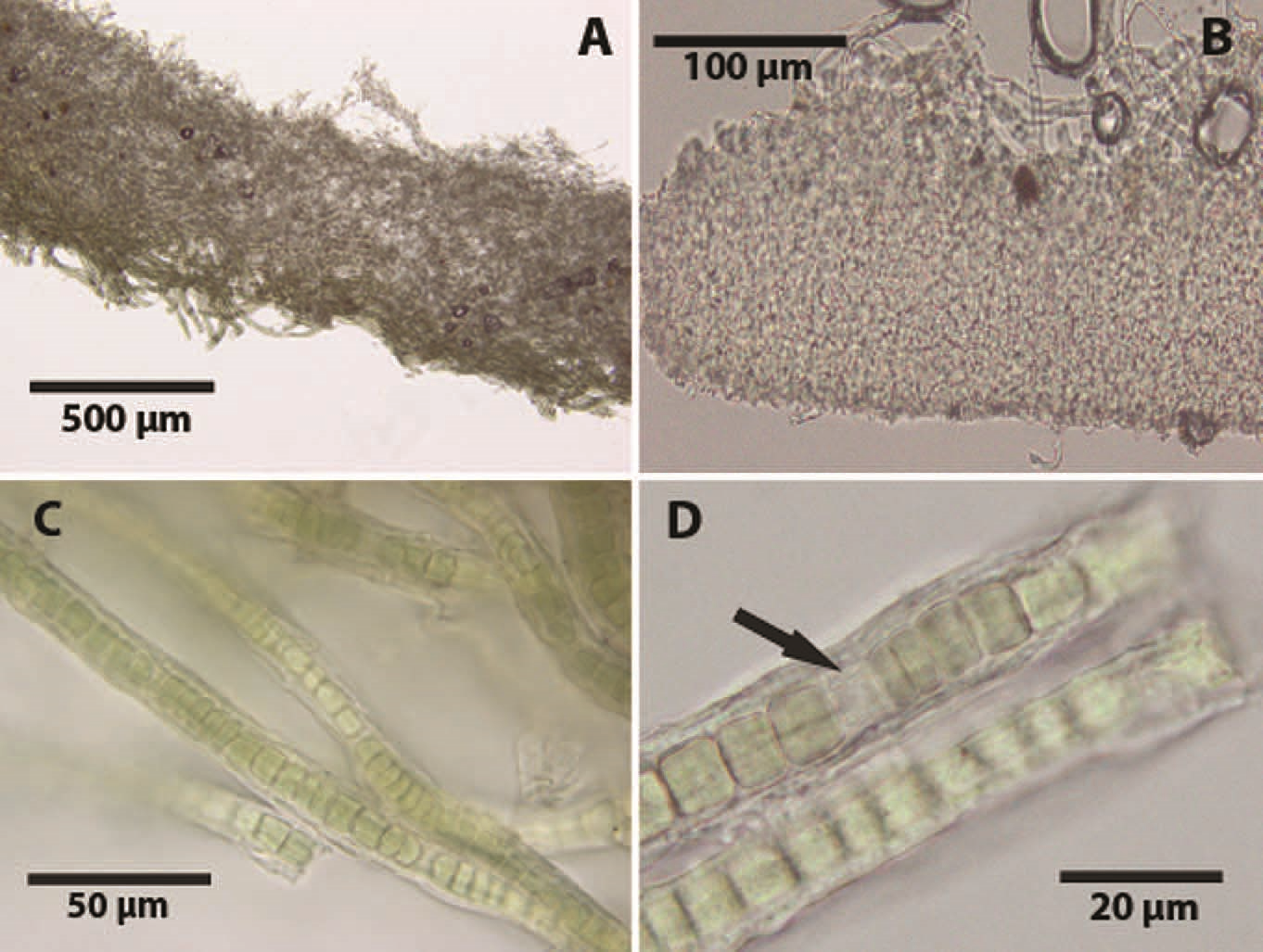 Hallucinogenic Lichen in the Amazon figure 2